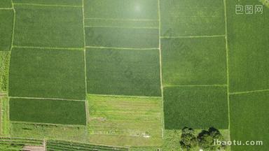 俯拍绿色农田农业种植航拍